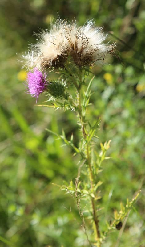 n_0823-krause distel (carduus crispus)76.jpg